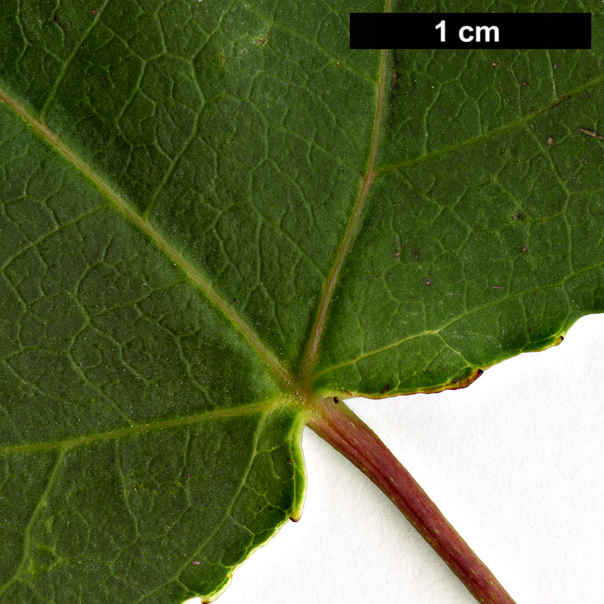High resolution image: Family: Altingiaceae - Genus: Liquidambar - Taxon: formosana - SpeciesSub: Monticola Group